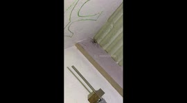 Huge huntsman spider crawls down woman's bedroom wall