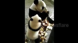 Two pandas tussle over one shoot of bamboo