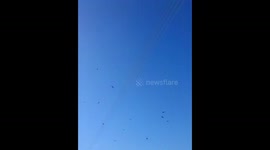 Red Kites Birds of Prey Nature Wildlife