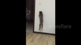 Cat helps its owner turn off the lights