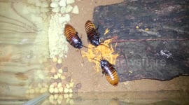 My Hissing cockroaches dinner time
