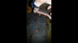 Trying to pick up one of my grumpy hisser males