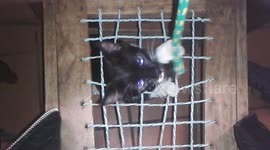 My Astro bean playing with a rope his worst enemy