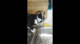 Astro bean only drinks from a tap