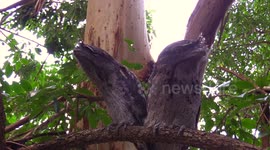 Birdwatching Fail - Man falls off ladder