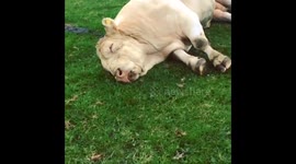 Bull in deep sleep