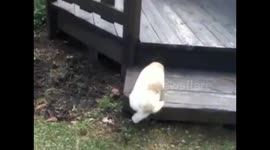 Two fluffy dogs playing
