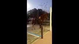Horse 'parks' in car parking bay in Florida