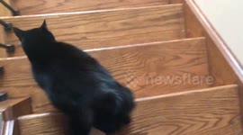 Cat won't let owner go downstairs