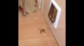 How to entertain your cat