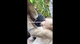 Monkey Grooming My Beard