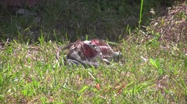 Two iguanas have a fight