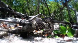 Boa constrictor feeding on black spiny-tailed iguana (Ctenosaura similis)