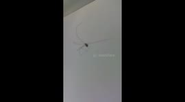 Spider dance in it's web
