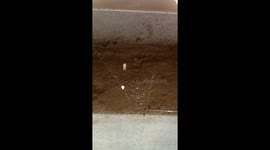 Spider catching a worm through its web