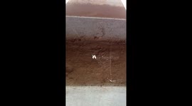 Spider killing the worm