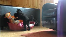 Dog and Tiger making love