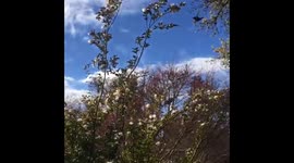 Ruby throated hummingbird