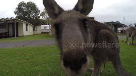 Mob of kangaroos surround caravaners at campsite