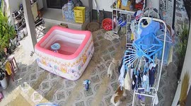 Pet dogs swim into paddling pool while their owner is away