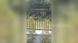 Snake stretches out under the sun on row of metal railing spikes