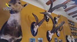 Pair Seized Over Shocking Show Of Slaughtered African Wildlife