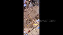 Monkey 'thanks' tourist with dramatic bows over potato gift