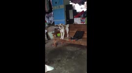 Rescued stray 'Mickey' shakes his booty: heartwarming dance of joy in Marikina City