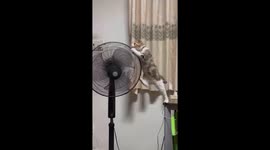 A feline adventure from table to fan in Ho Chi Minh City