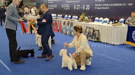 The 2023 CKU All-Breed Dog Championship at the Asian Pet Show in Shanghai, China