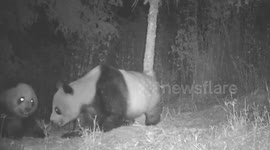 Wild giant pandas captured on camera acting lovey-dovey