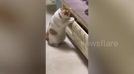 Chubby pet cat opens cabinet and stares at snacks