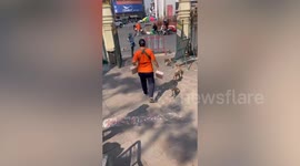 Kind street vendor feeds hungry monkeys with yoghurt drinks