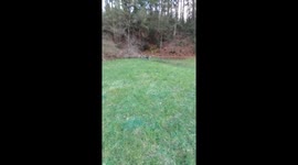 A Dog And A Deer Become Friends