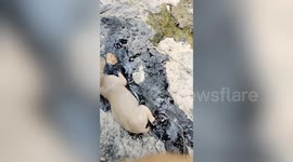 Puppy covered in thick black tar rescued by kind passer-by in Thailand