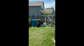 Wild bear ignores woman's pleas to stop stealing family bin