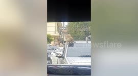 Wild monkey vandalises car roof while it waits in queue of traffic