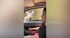 Cheeky zebras hold up family car's window to ask for food