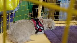Cloned Cats And Dogs at the Asian Pet Show in Shanghai, China