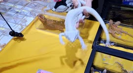 Asia Pet Show Pet House in Pudong, China