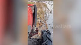 Heroic mother bird shields her nest from oncoming tractor in rice field