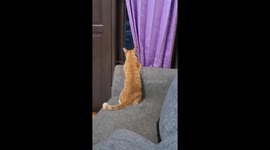 Playful peek-a-boo: heartwarming moment with curious cat in Bogor, Indonesia