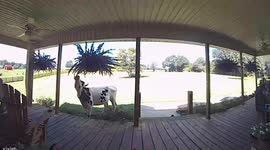 'Get back!' Delivery driver startled by homeowner's roaming cow in Georgia