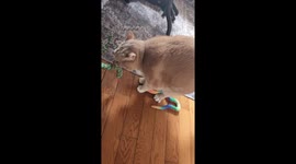 Archie and His Catnip Snakes