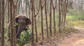 Unlikely hero: Wild elephant discovers over 6lbs of opium in Chinese forest