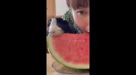 Sweet moments: sharing watermelon delights with beloved Guinea piglets in Japan