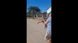 Helping a helpless lazy sloth to cross the street in Bolivia