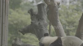 Fixed filming of pandas sleeping at the Giant Panda Breeding Research Base in Chengdu, Sichuan Province.
