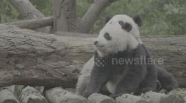 Fixed filming of panda fights at the Giant Panda Breeding Research Base in Chengdu, Sichuan Province.