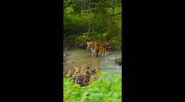 Three adorable tiger cubs play in freshwater pond while mum watches on
